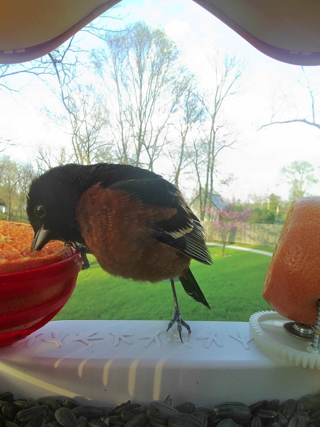 Orchard Oriole
