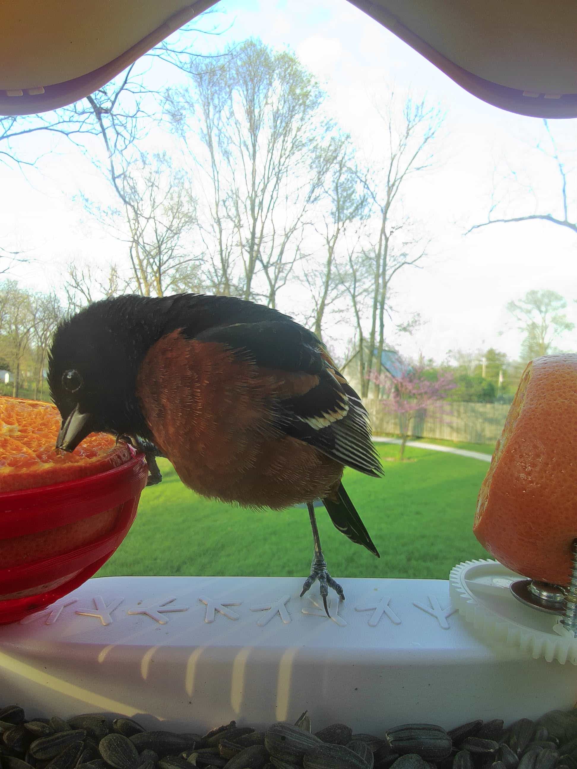 La Crosse on a feeder