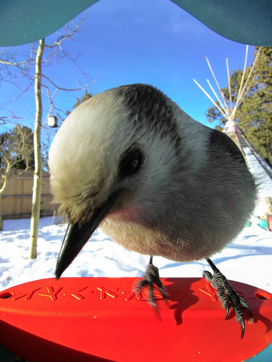 Canada Jay