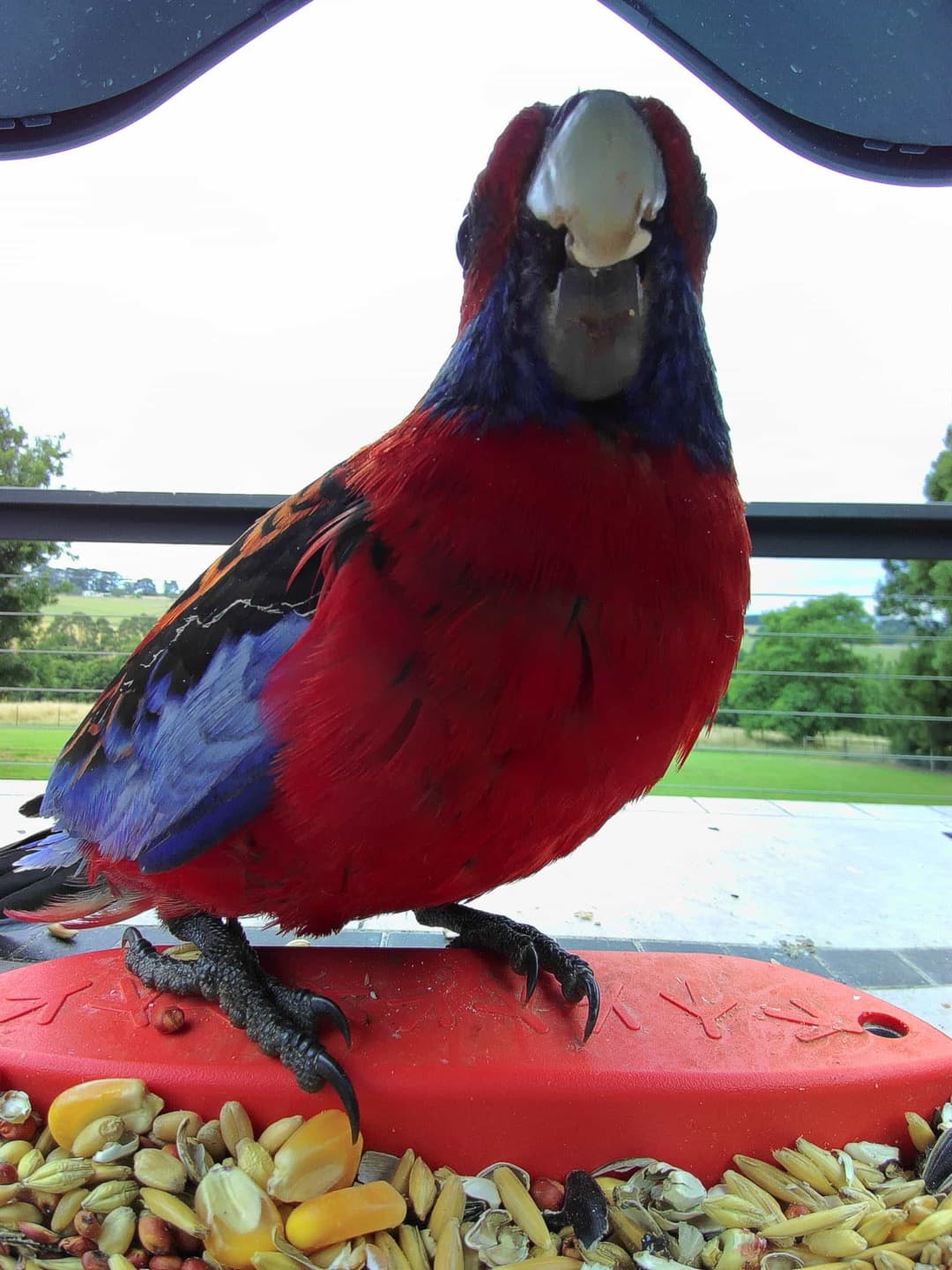 Crimson Rosella