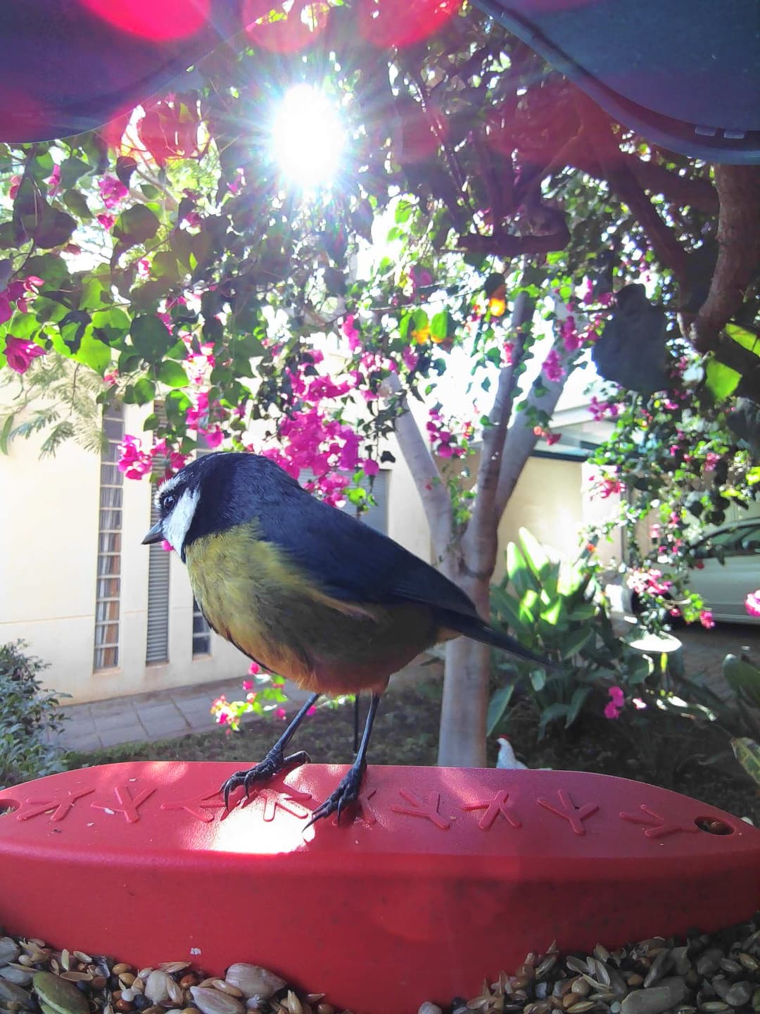 African Blue Tit