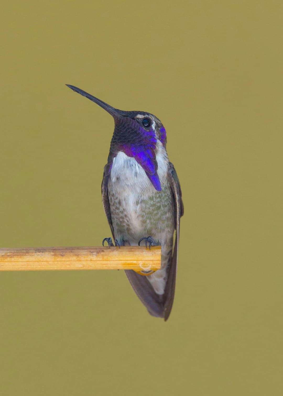Lucifer Hummingbird
