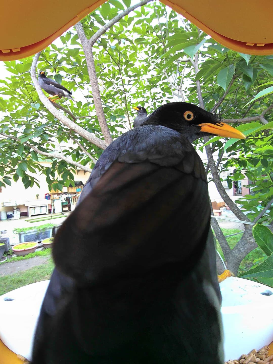 Javan Myna