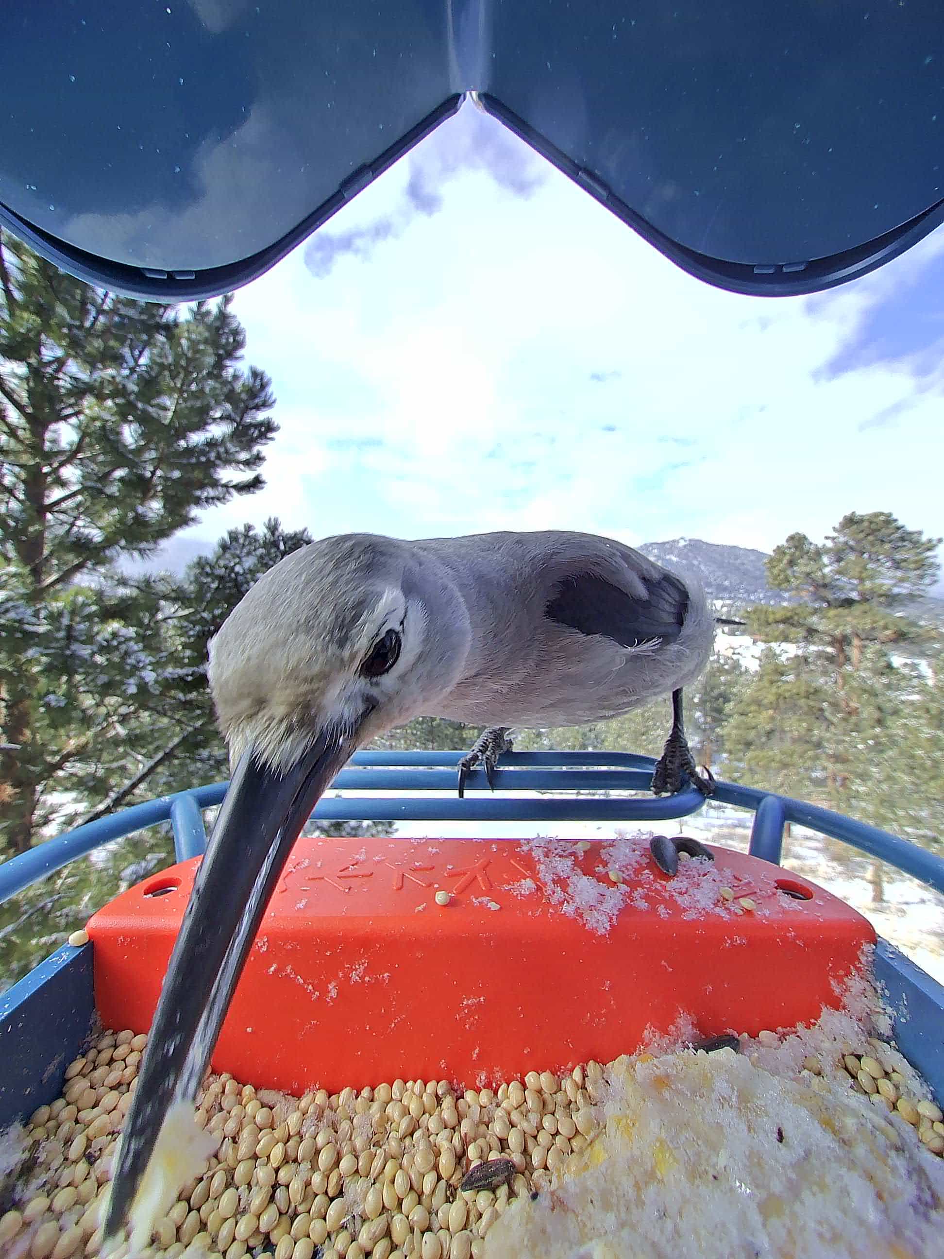 La Crosse on a feeder