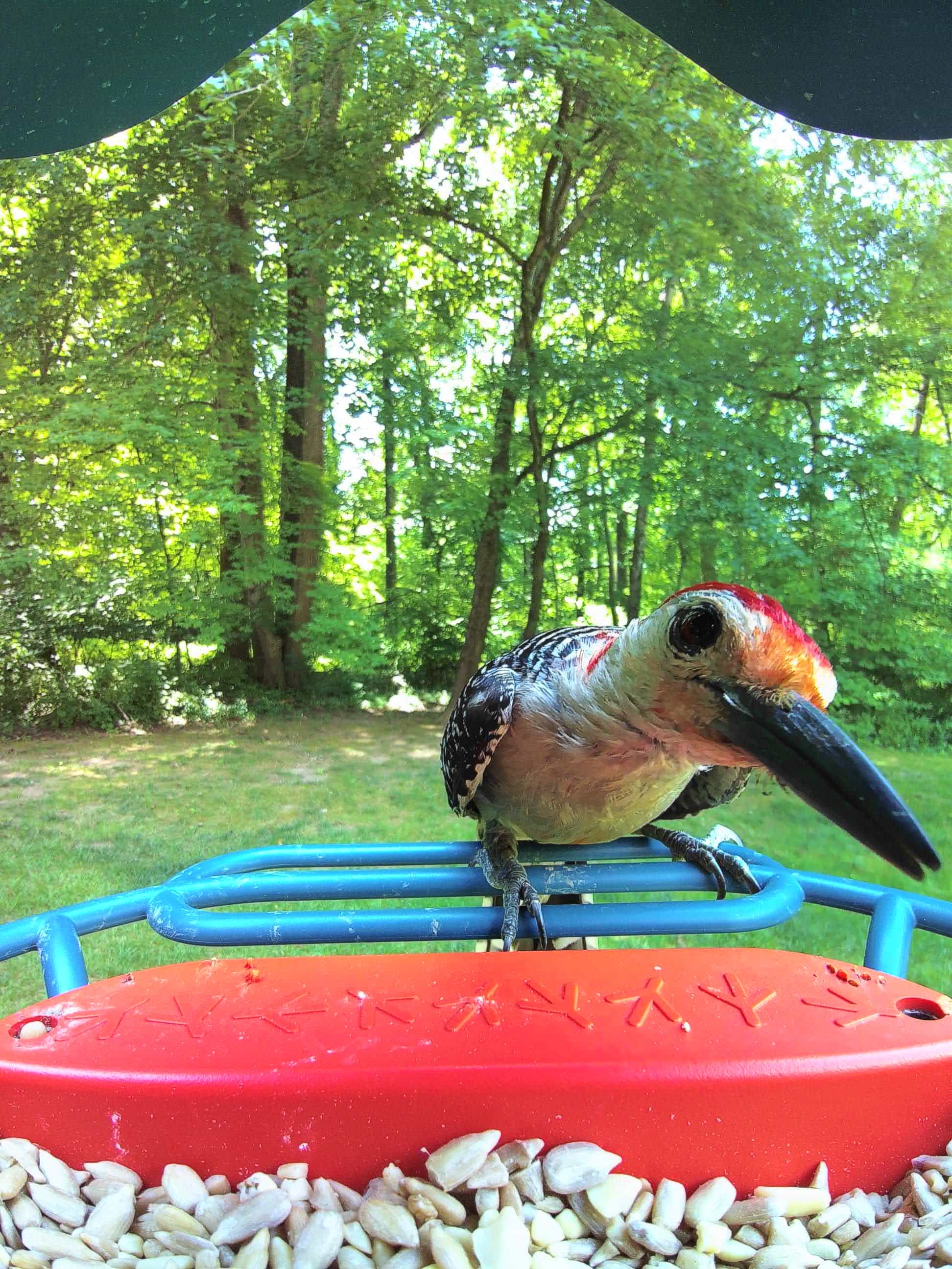 Red Wing on a feeder