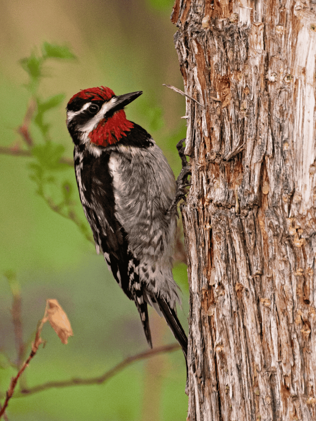 Red-Naped Sapsucker