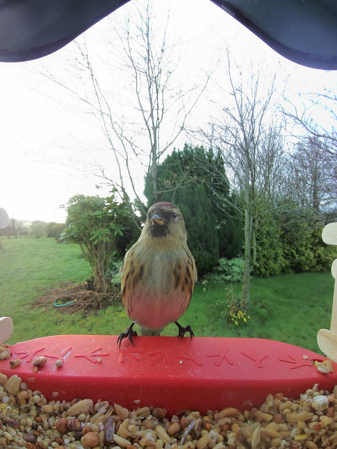 Lesser Redpoll