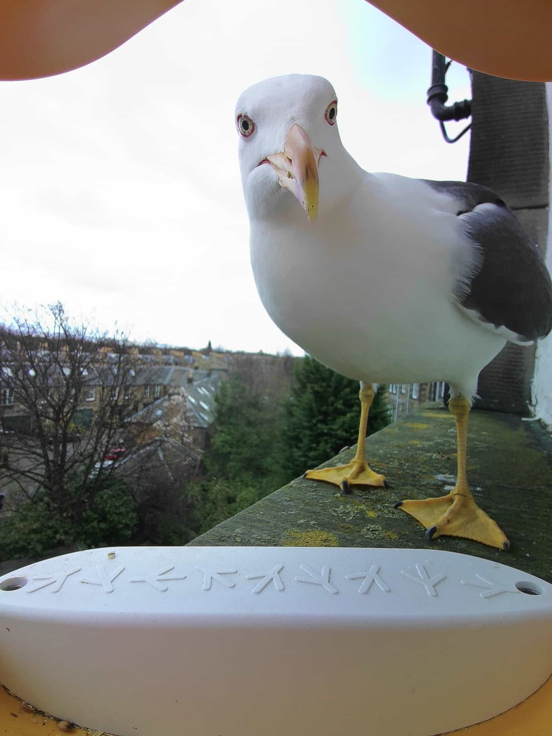 Lesser Black-Backed Gull