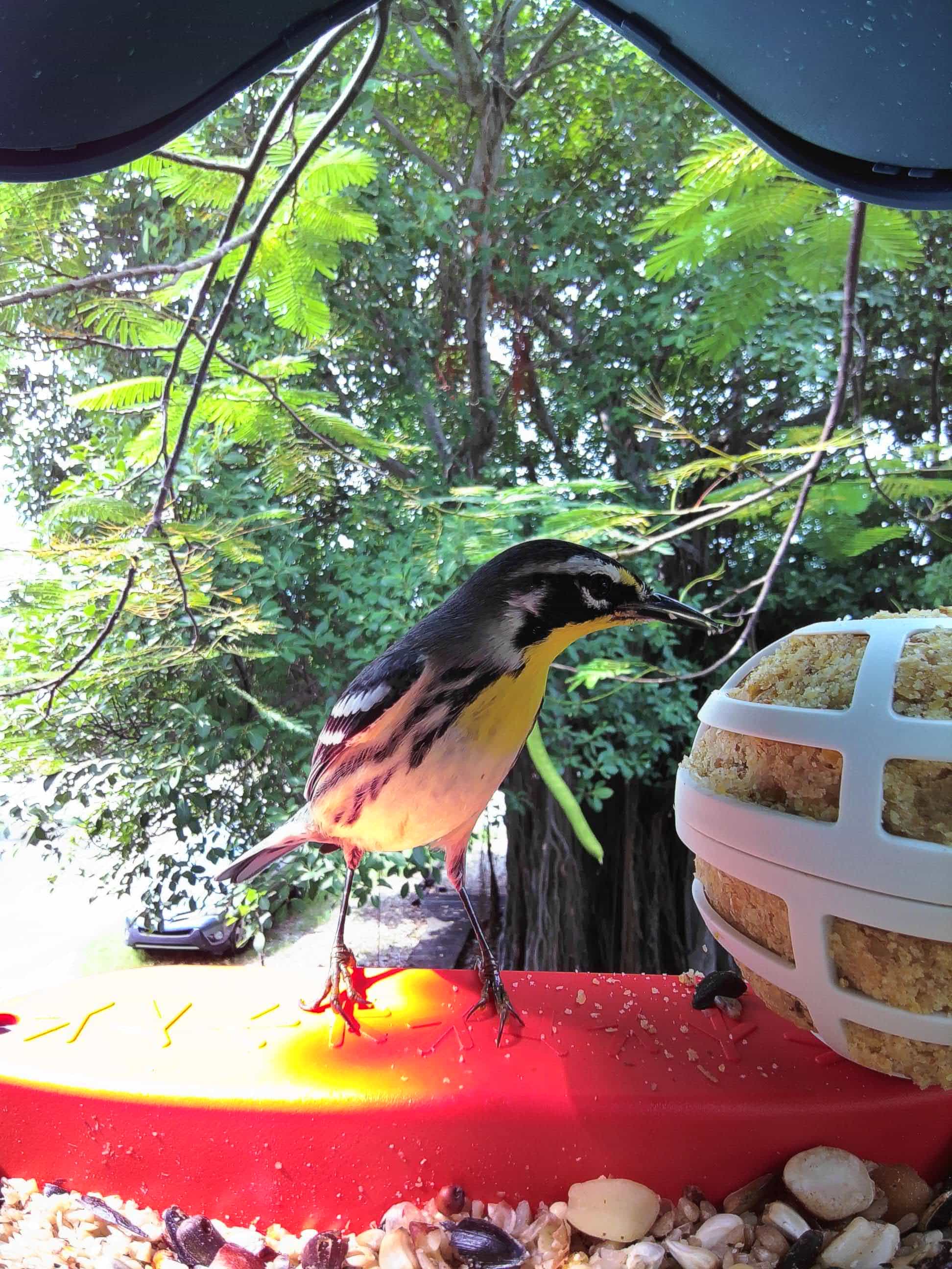 Oviedo on a feeder