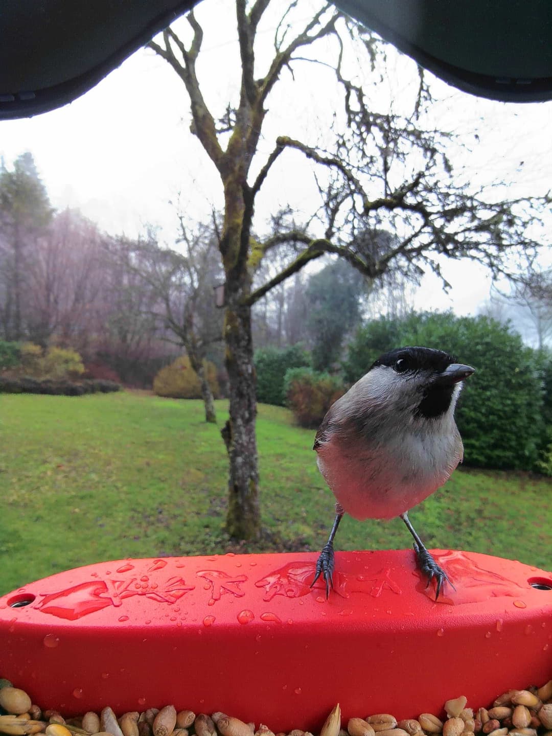 Marsh Tit