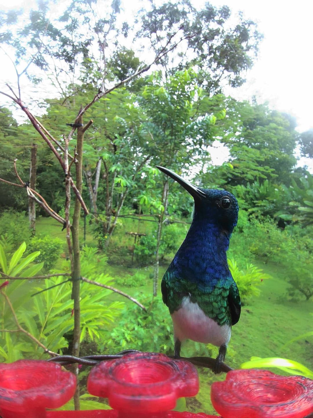 White-Necked Jacobin