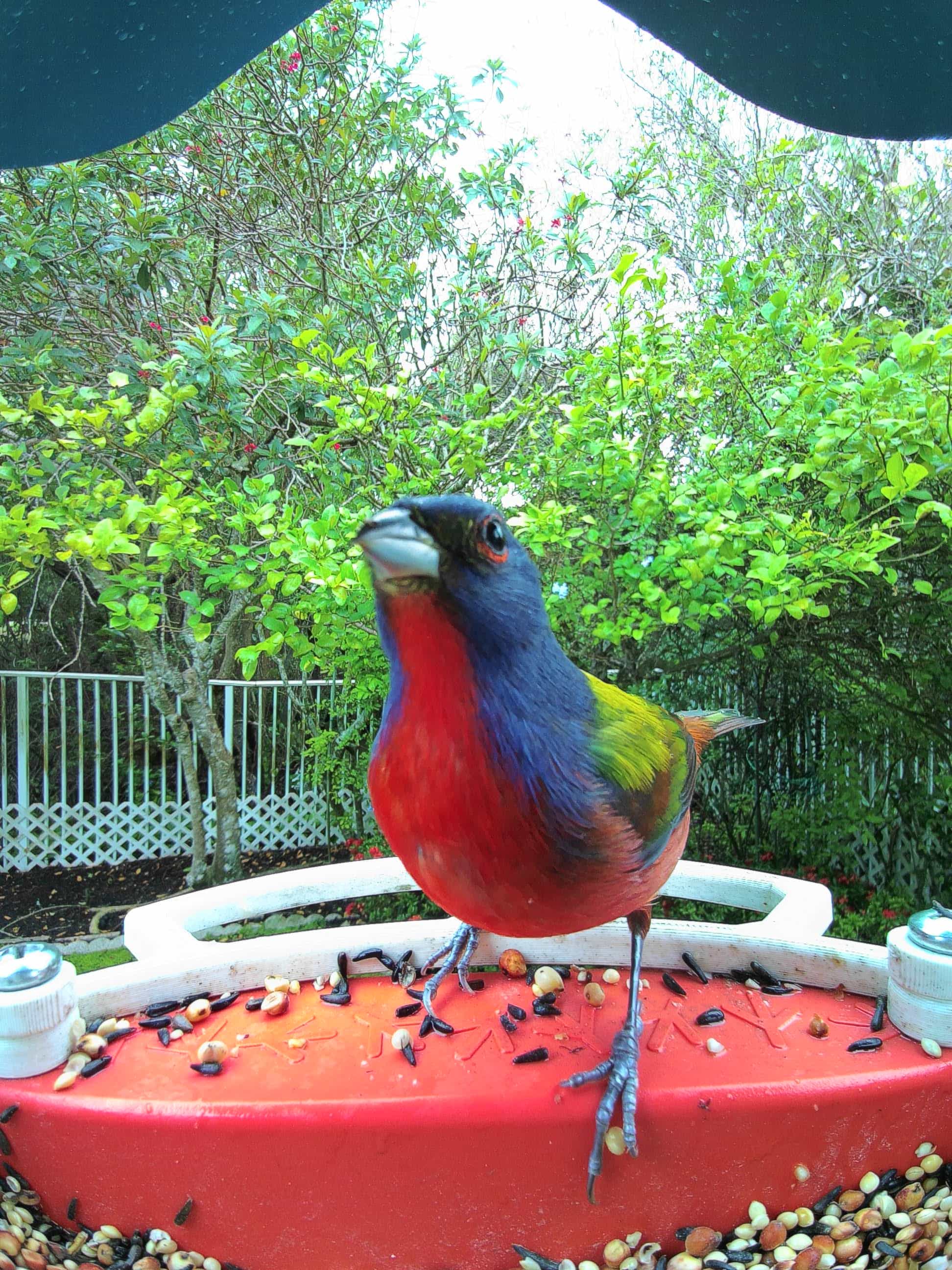 Red Wing on a feeder