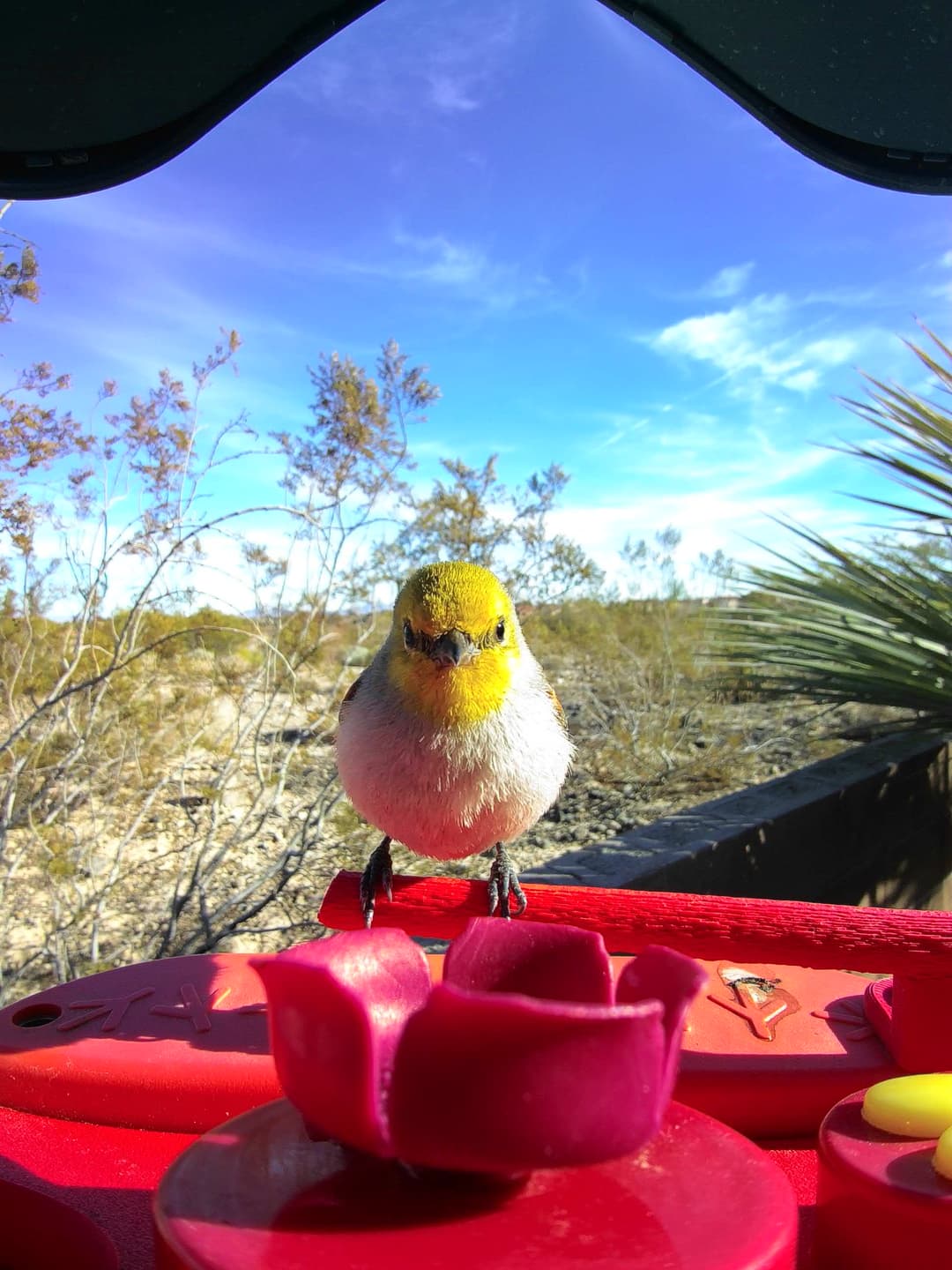 Verdin