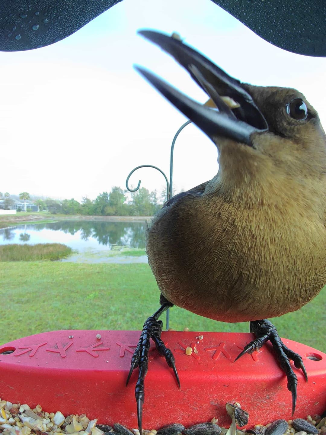 Boat-Tailed Grackle