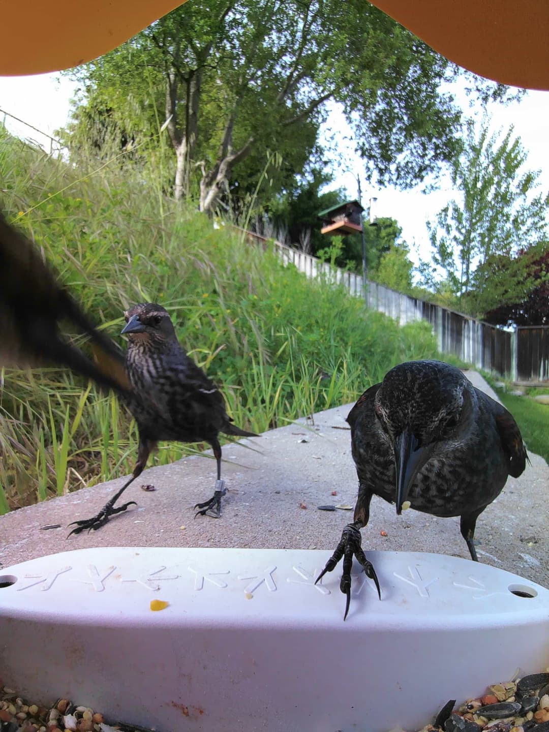 Tricolored Blackbird