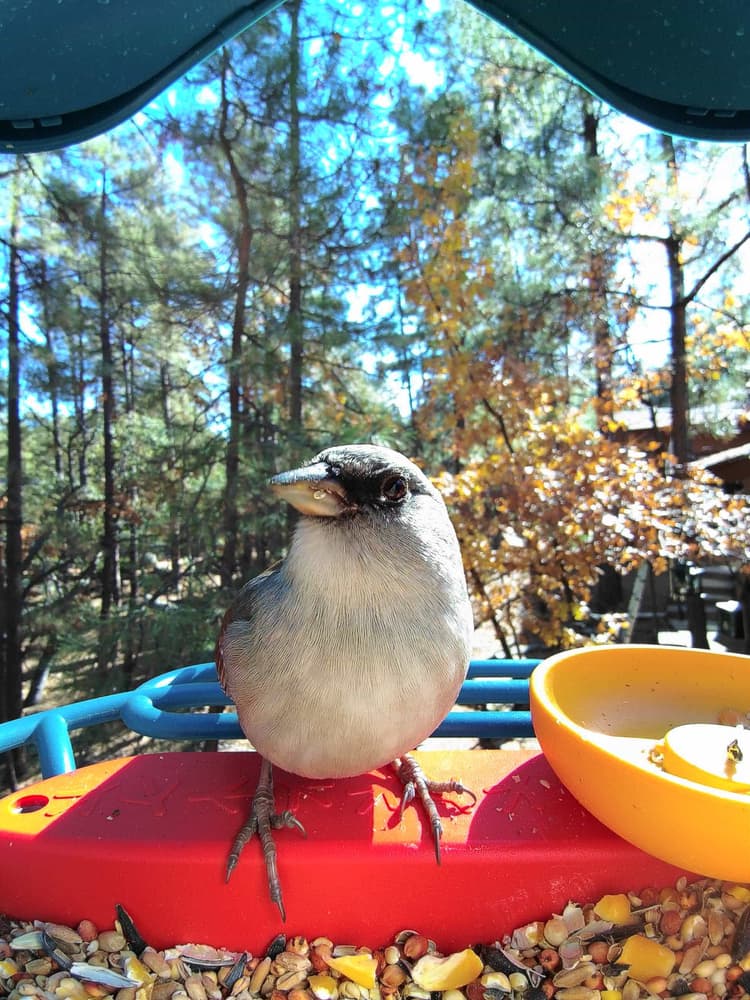 General Abert’s Towhee comparison