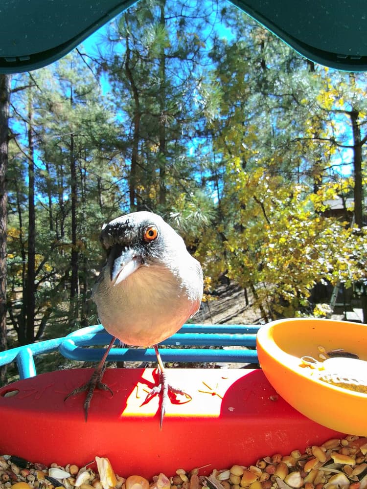 General Abert’s Towhee comparison