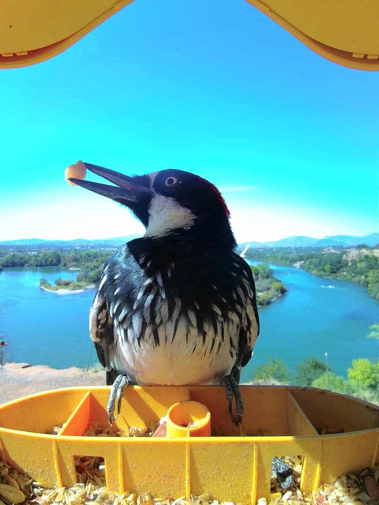 General Acorn Woodpecker comparison
