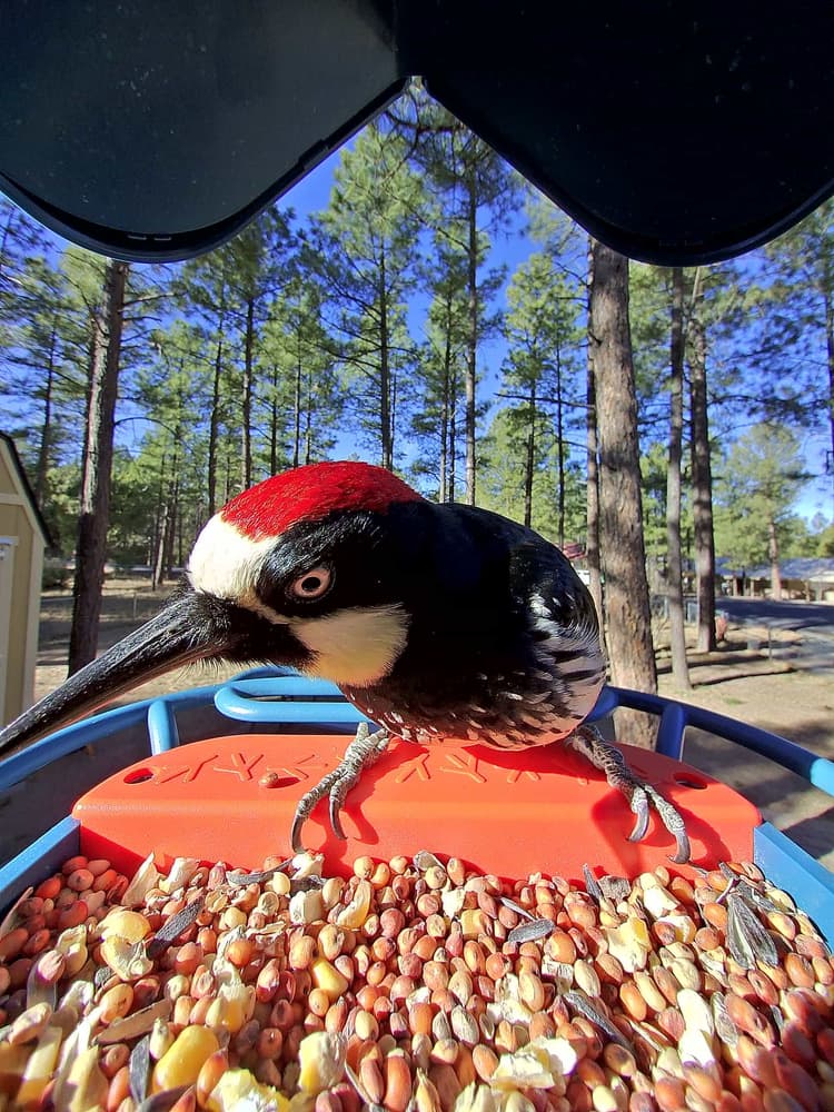 General Acorn Woodpecker comparison
