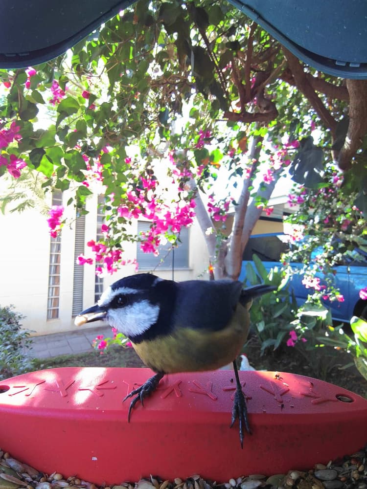 General African Blue Tit comparison