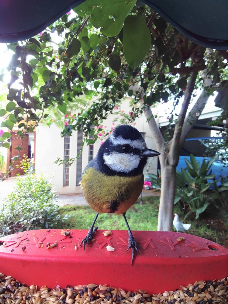 General African Blue Tit comparison