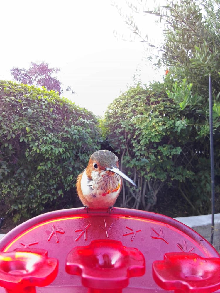 General Allen's Hummingbird comparison