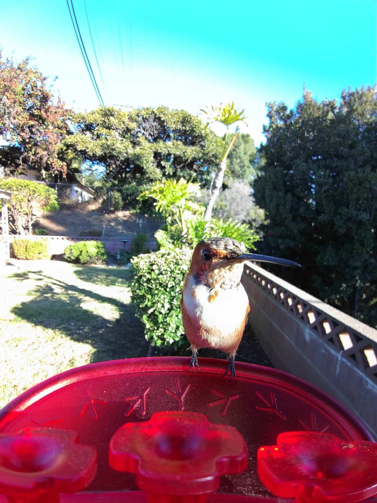 General Allen's Hummingbird comparison