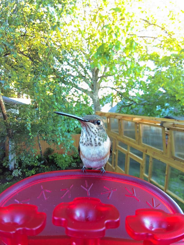 Adult female Allen's Hummingbird