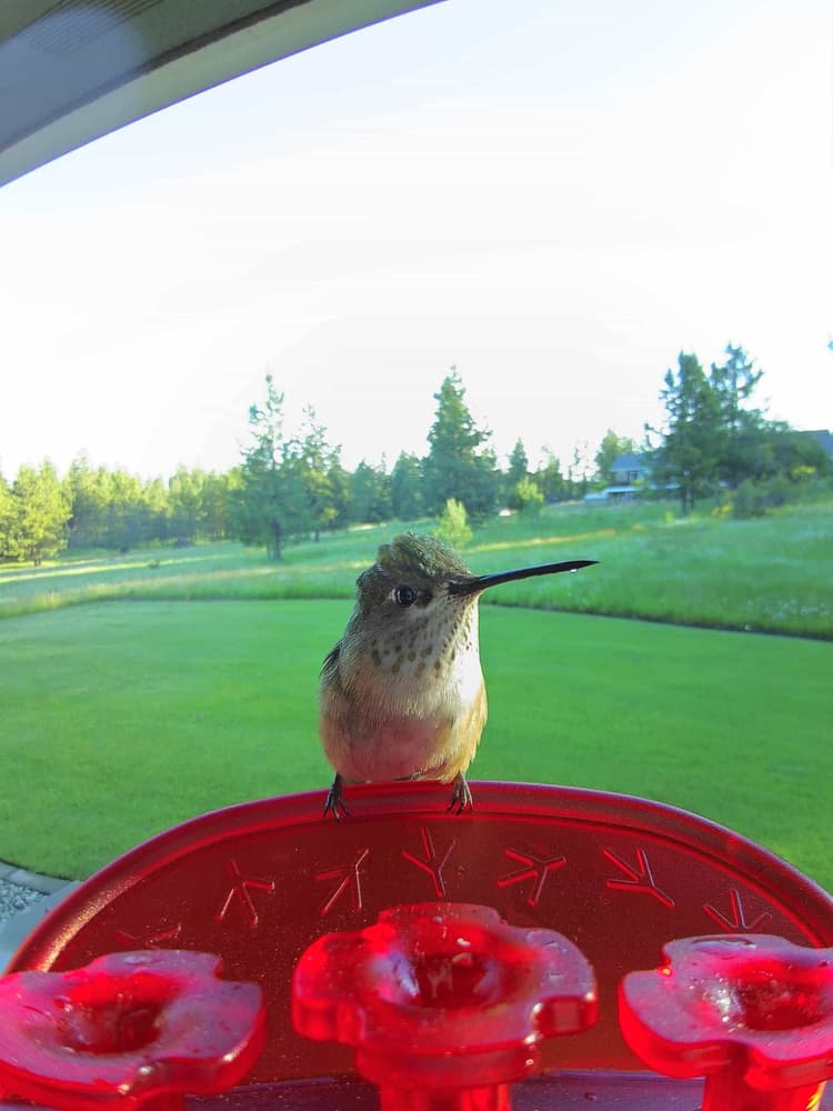 Juvenile Allen's Hummingbird