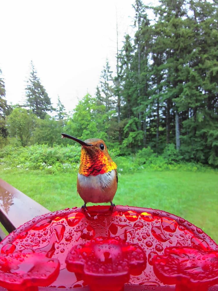 Adult male Allen's Hummingbird