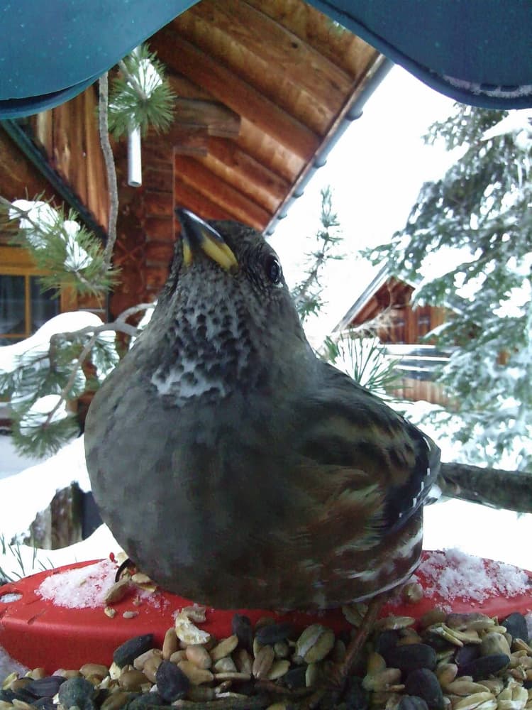 General Alpine Accentor comparison