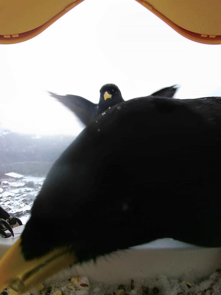 General Alpine Chough comparison