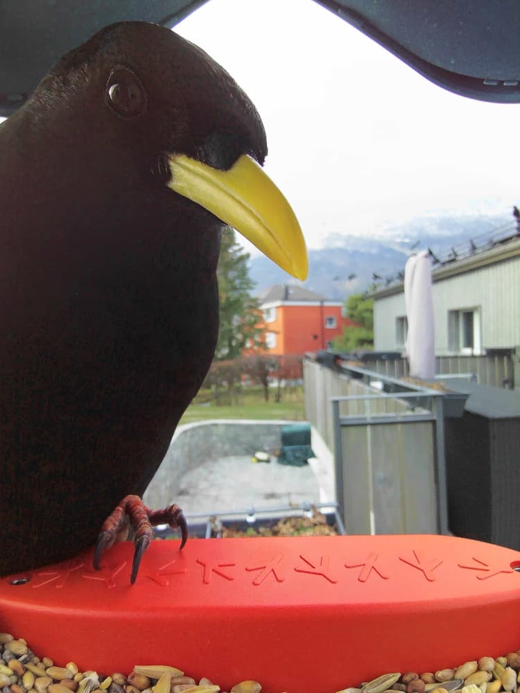 General Alpine Chough comparison