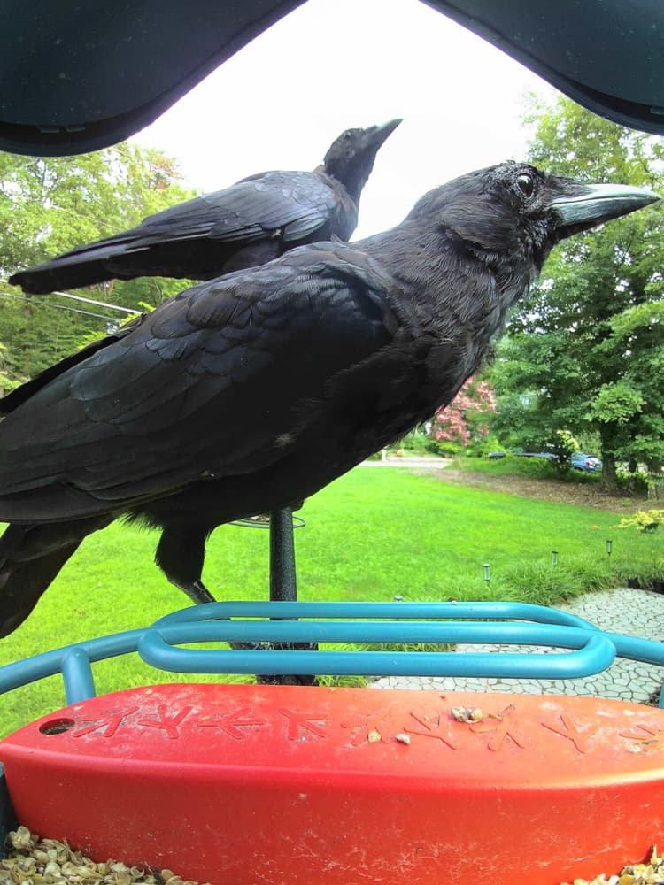 General American Crow comparison
