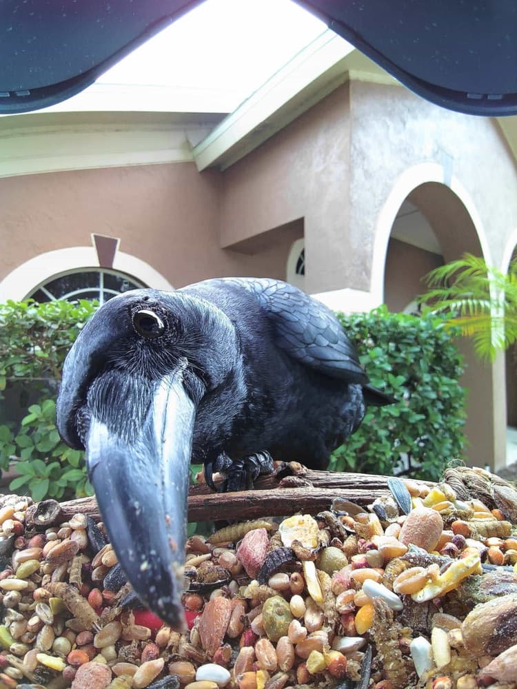 General American Crow comparison