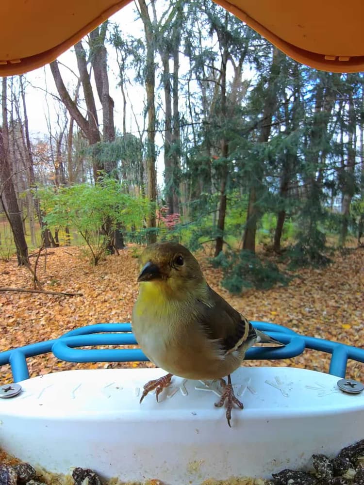 General American Goldfinch comparison