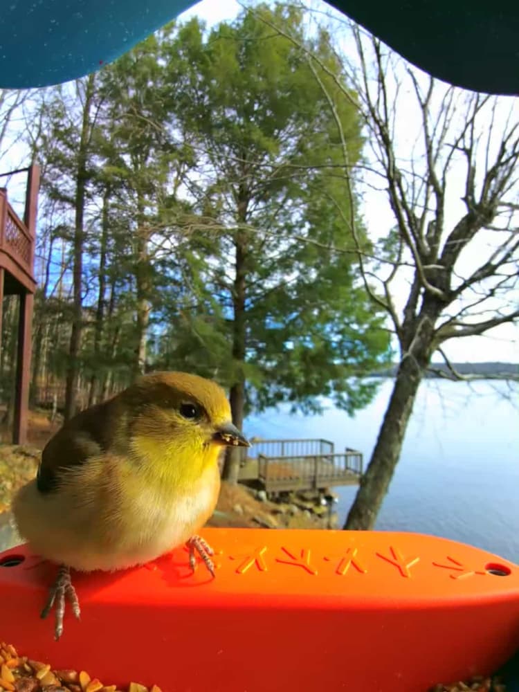 General American Goldfinch comparison
