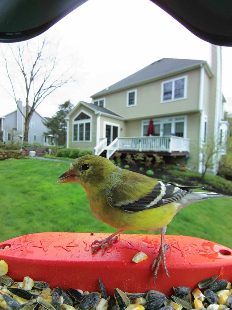 Adult female American Goldfinch