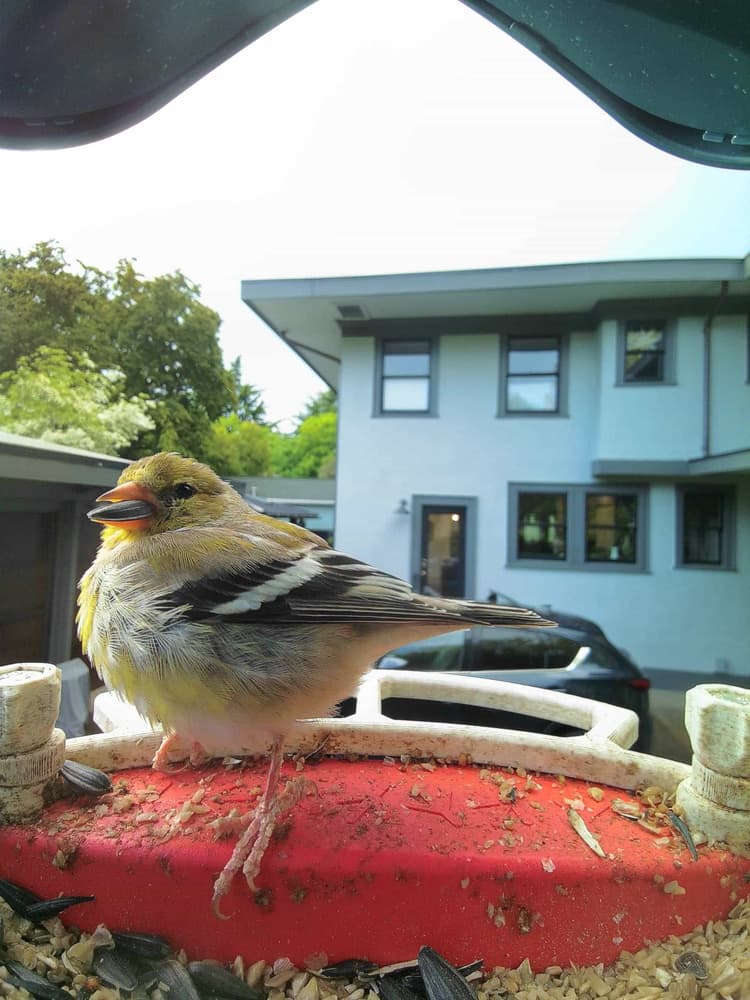 Juvenile American Goldfinch