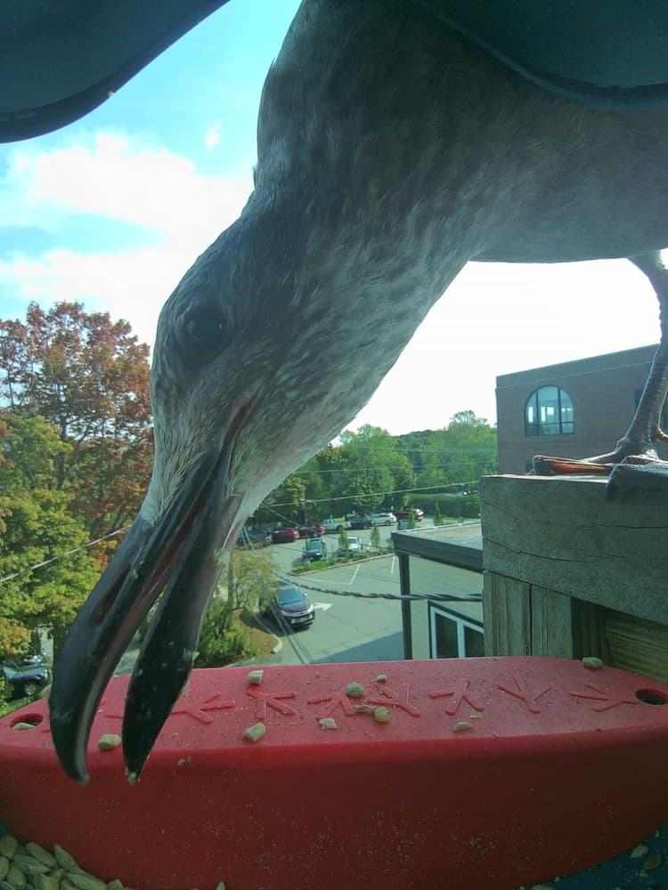 General American Herring Gull comparison