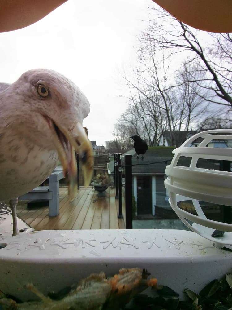 General American Herring Gull comparison