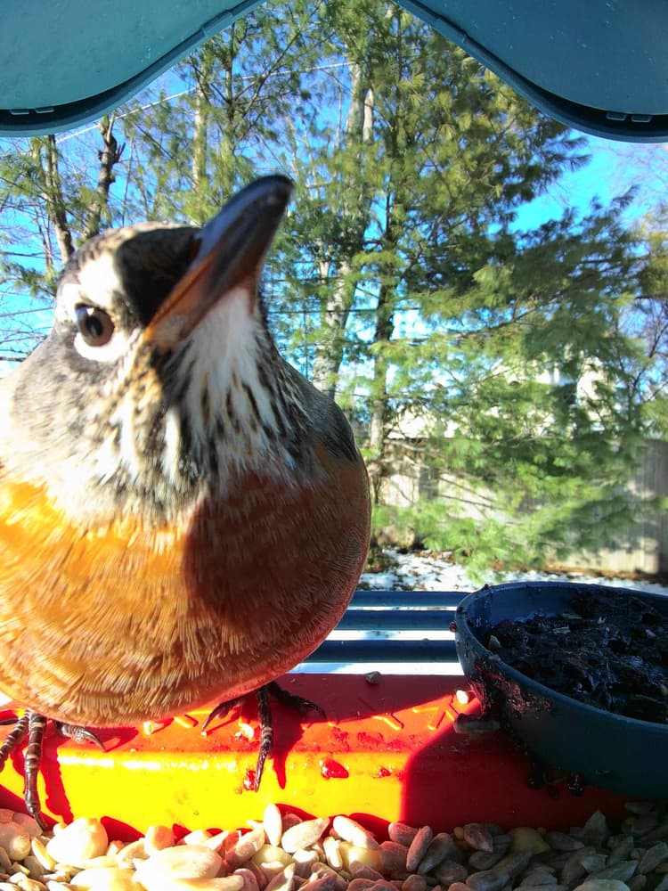 General American Robin comparison