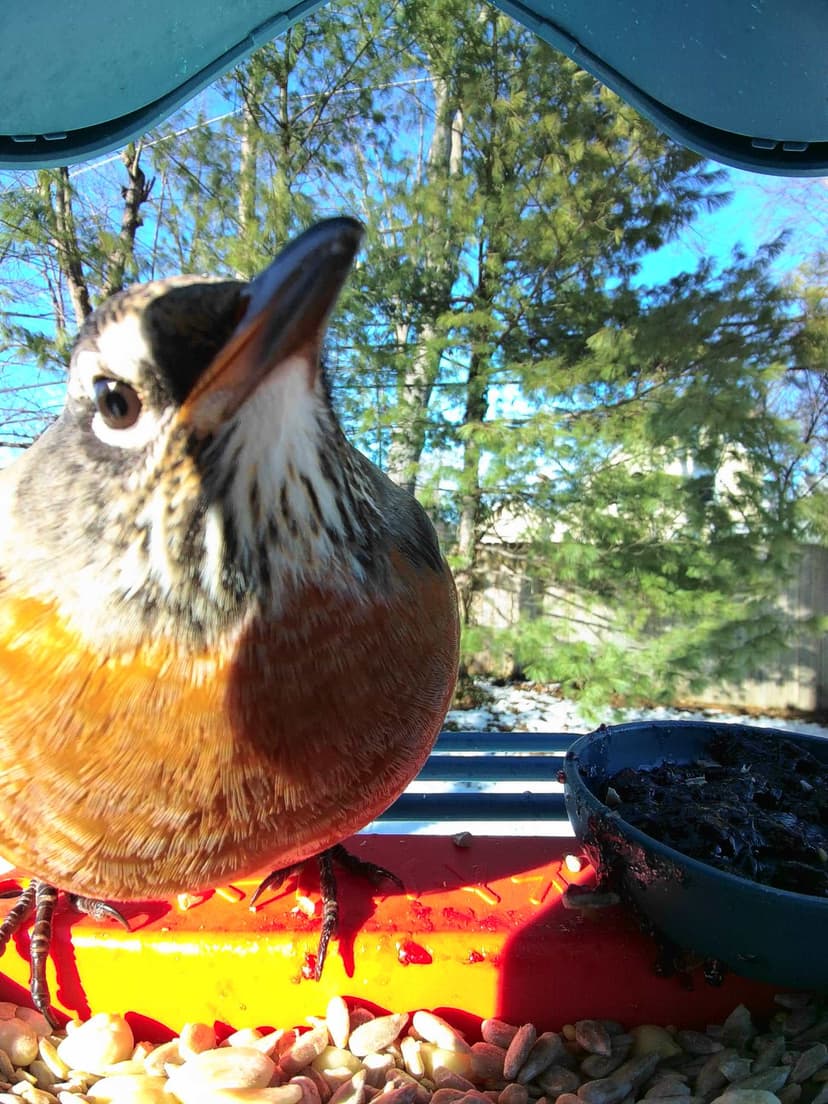 Do Robins Come to Bird Feeders: Surprising Facts Revealed!