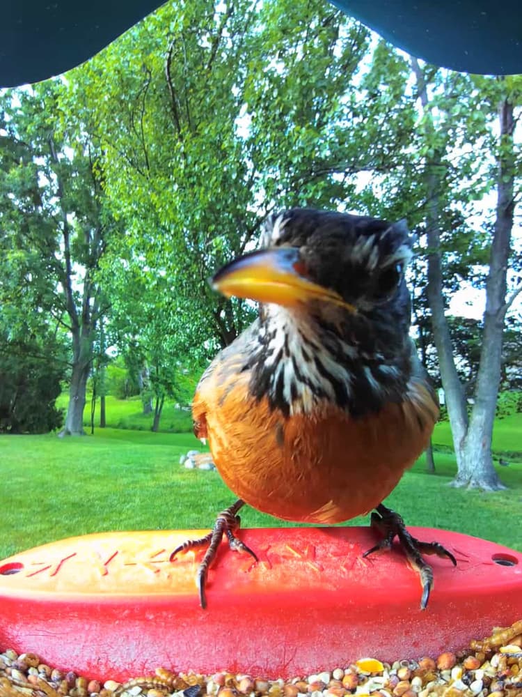 General American Robin comparison