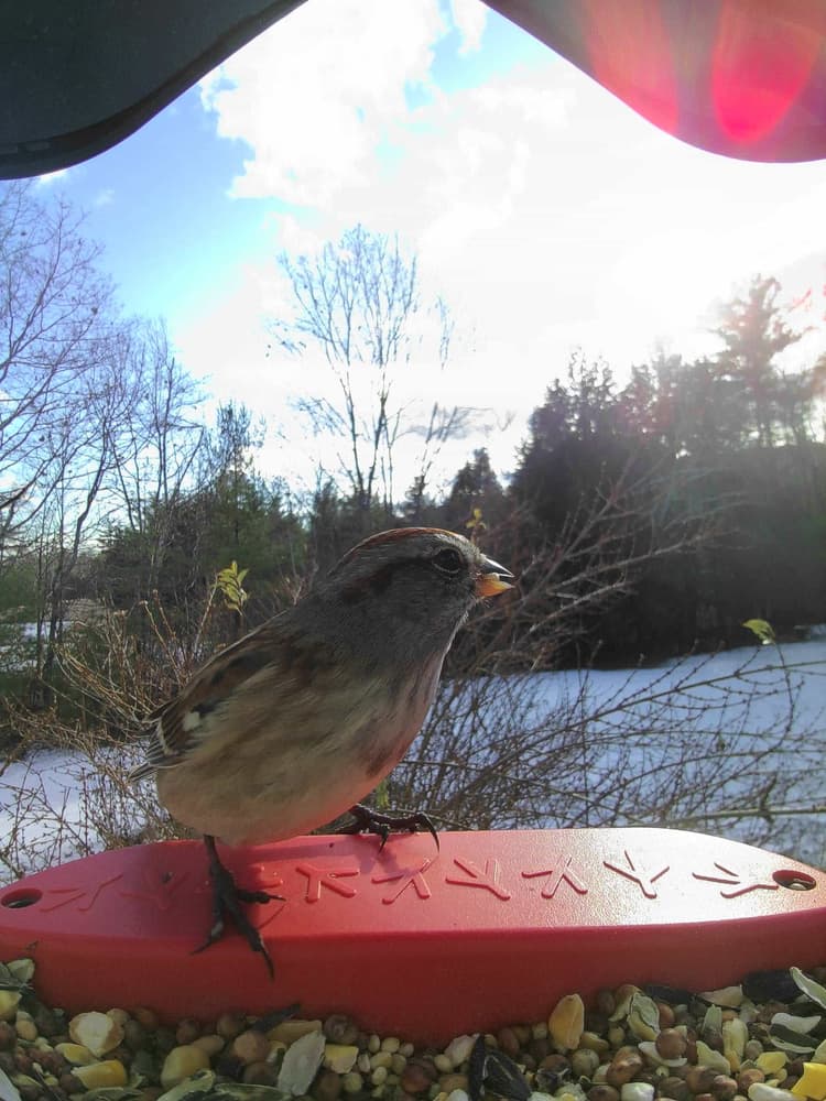 General American Tree Sparrow comparison