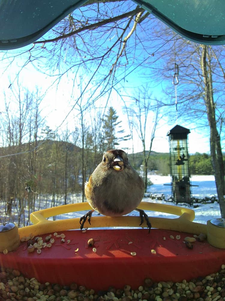 General American Tree Sparrow comparison