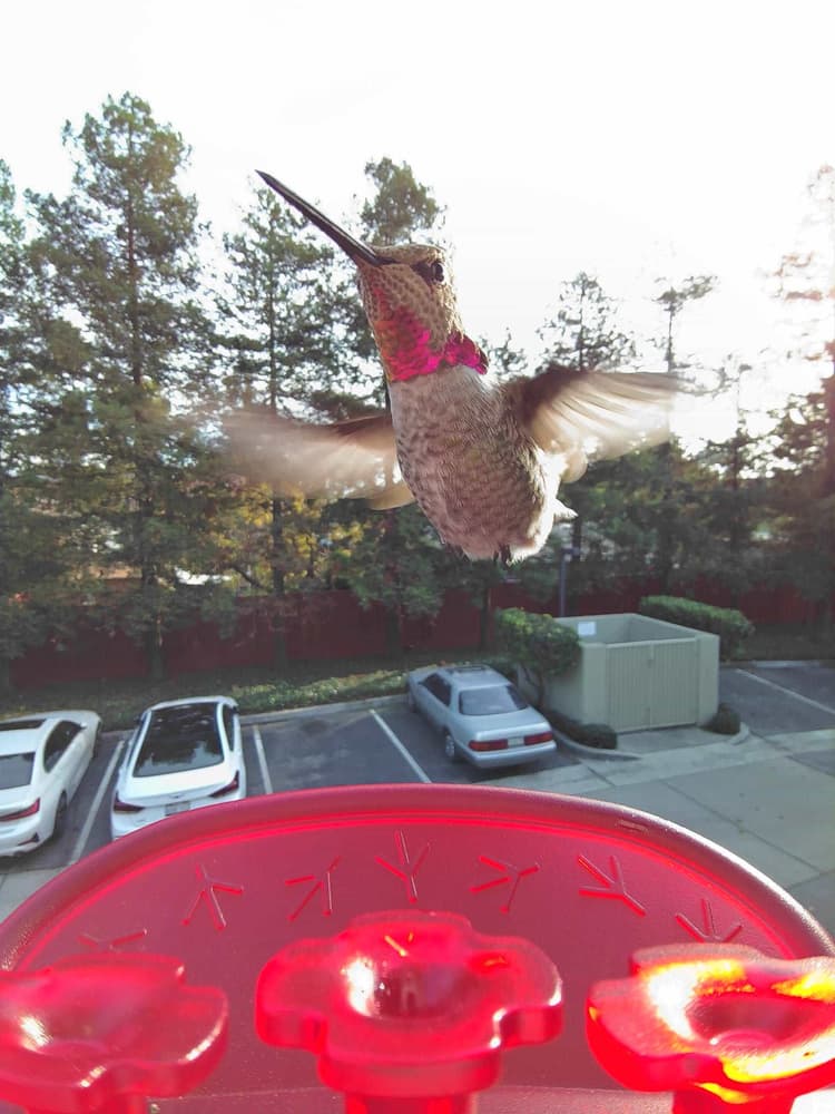General Anna's Hummingbird comparison
