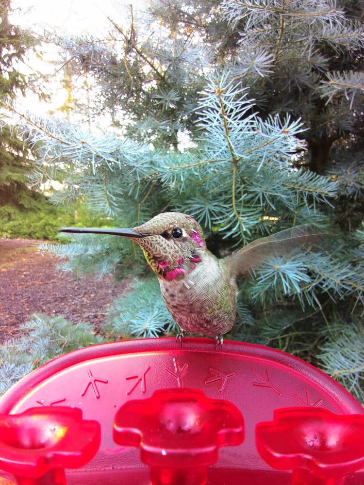 General Anna's Hummingbird comparison