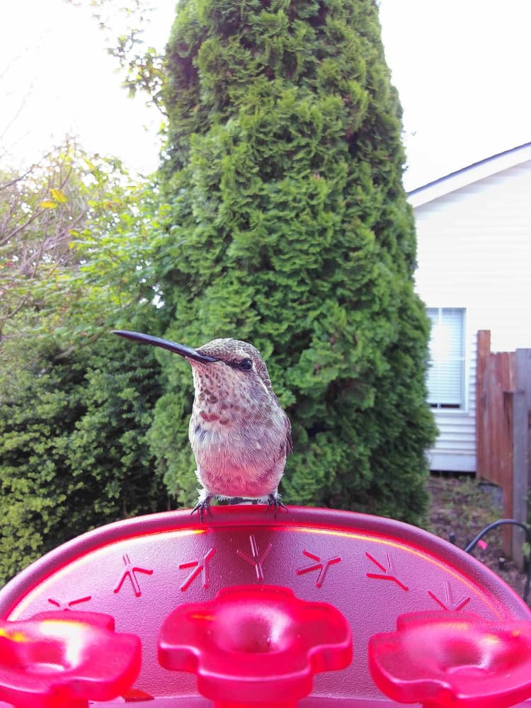 Juvenile Anna's Hummingbird