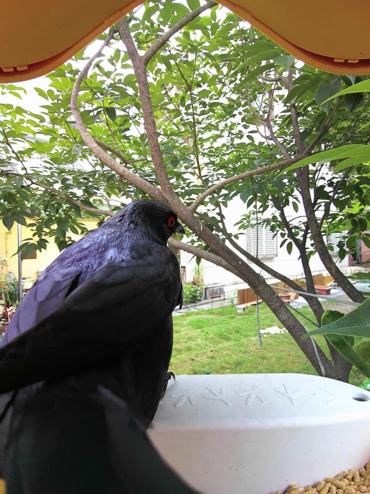 General Asian Glossy Starling comparison